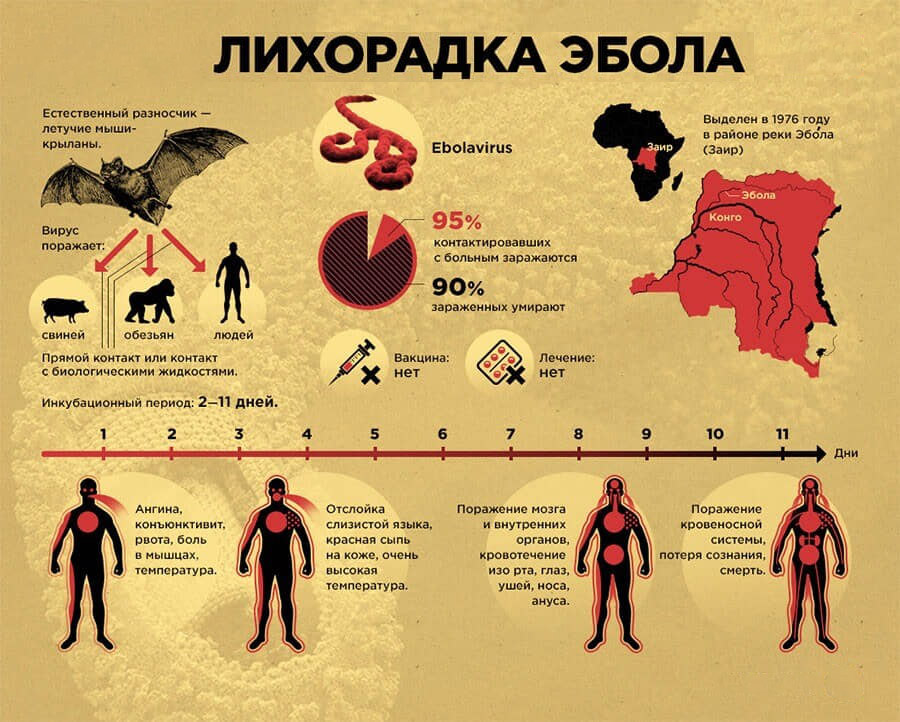 Симптомы лихорадки эбола фото